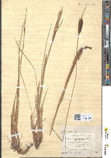 spécimen de Typha minima