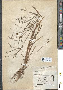 spécimen de Alisma ranunculoides
