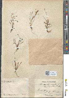 spécimen de Alisma ranunculoides