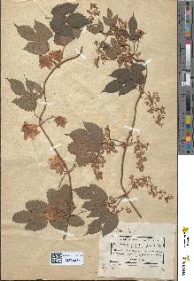 spécimen de Humulus lupulus