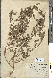 spécimen de Amaranthus deflexus