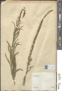 spécimen de Reseda luteola