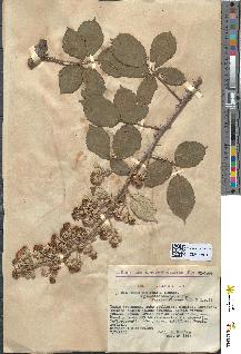 spécimen de Rubus heteromorphus
