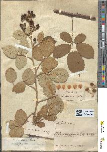spécimen de Rubus subtruncatus