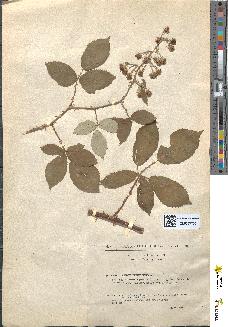 spécimen de Rubus evagatus