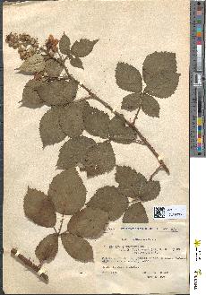 spécimen de Rubus lacertosus