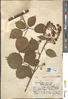 spécimen de Rubus propinquus