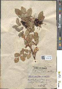 spécimen de Rubus rubrifolia