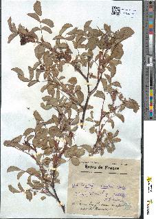 spécimen de Rubus rubrifolia