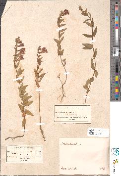 spécimen de Teucrium compactum
