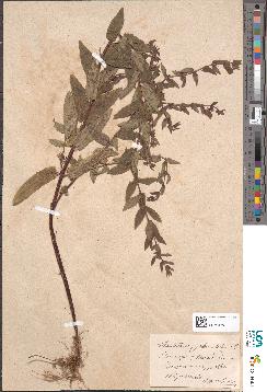 spécimen de Teucrium compactum