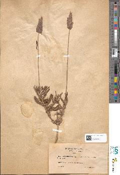 spécimen de Teucrium compactum