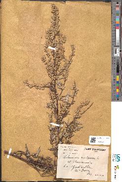 spécimen de Artemisia vulgaris