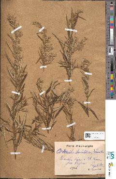 spécimen de Artemisia verlotiorum