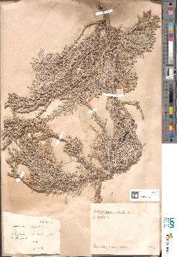 spécimen de Artemisia gallica