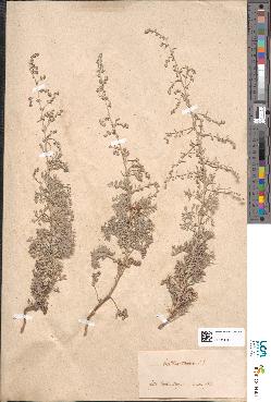 spécimen de Artemisia gallica