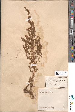 spécimen de Artemisia rupestris