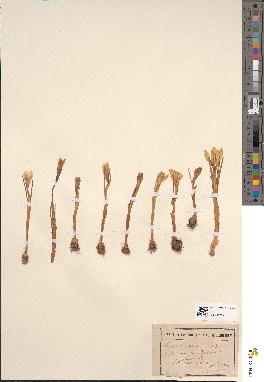spécimen de Crocus vernus