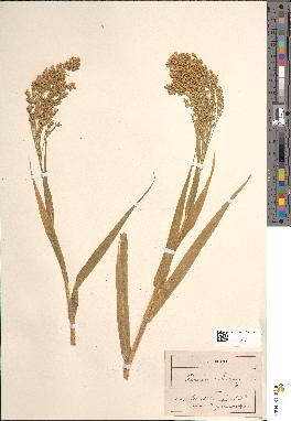 spécimen de Panicum miliaceum
