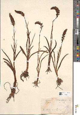 spécimen de Gymnadenia odoratissima