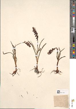 spécimen de Gymnadenia odoratissima