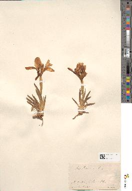 spécimen de Iris italica