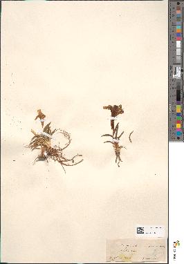 spécimen de Iris italica