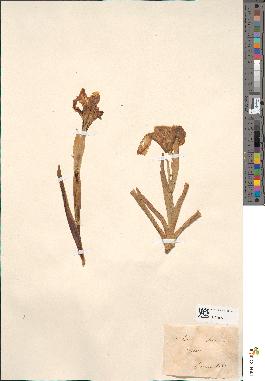 spécimen de Iris lutescens