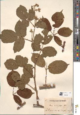 spécimen de Rubus amphichlorus