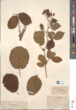 spécimen de Rubus sp.