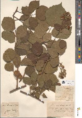spécimen de Rubus boraeanus