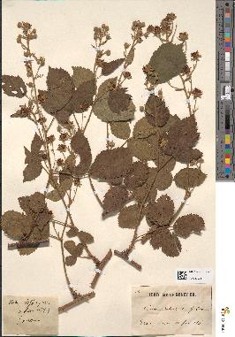 spécimen de Rubus clethraphilus