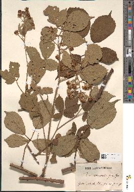 spécimen de Rubus clethraphilus