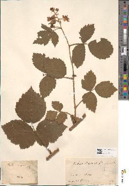 spécimen de Rubus serpens