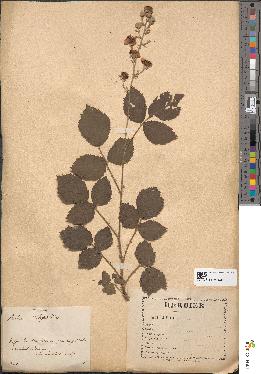 spécimen de Rubus rhamnifolius