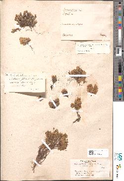 spécimen de Androsace glacialis