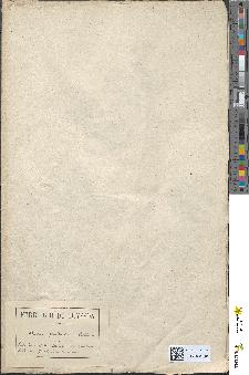 spécimen de Rubus sp.