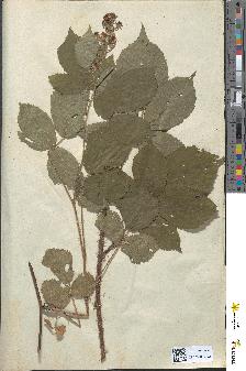 spécimen de Rubus sp.