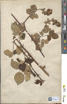 spécimen de Rubus sp.