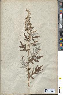 spécimen de Artemisia absinthium