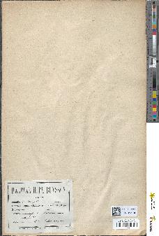 spécimen de Artemisia absinthium