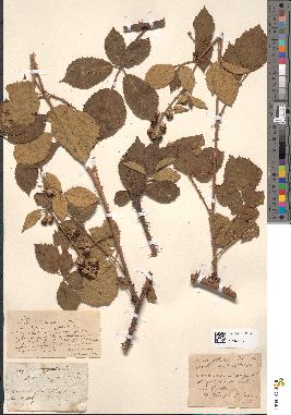 spécimen de Rubus maritimus
