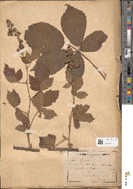 spécimen de Rubus menkei