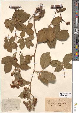 spécimen de Rubus pyramidalis
