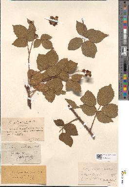 spécimen de Rubus pyramidalis
