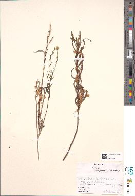 spécimen de Cuscuta campestris