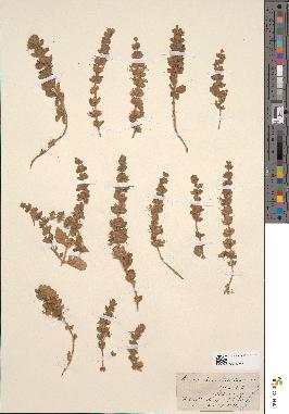 spécimen de Teucrium demnatense