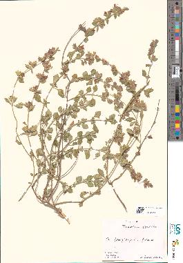 spécimen de Teucrium divaricatum