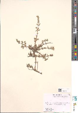 spécimen de Teucrium brevifolium