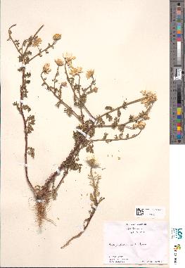 spécimen de Anthemis altissima